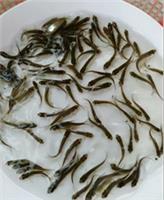魚類養(yǎng)殖技術(shù)探析