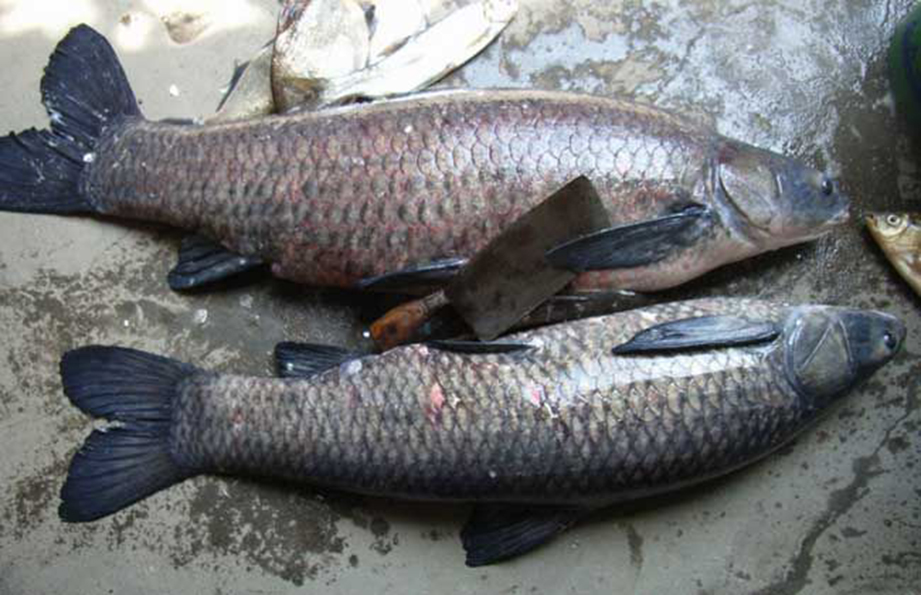 四大家魚的養(yǎng)殖歷史與水質(zhì)改良劑的研發(fā)進(jìn)展