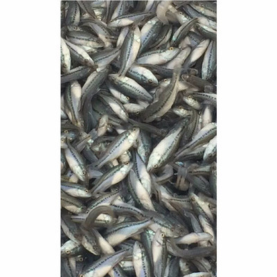 華杰加州鱸魚 優(yōu)質(zhì)水產(chǎn)養(yǎng)殖與實(shí)用養(yǎng)殖技術(shù)解析