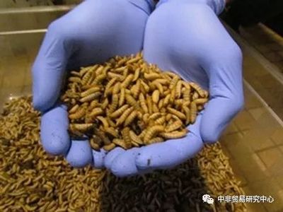 加納開創水產養殖新紀元 首座昆蟲基魚飼料工廠與水處理劑研發雙軌并行