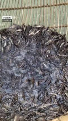 雜交黃骨魚高效養殖技術解析