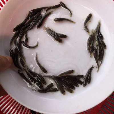 免費(fèi)技術(shù)支持與優(yōu)質(zhì)魚(yú)苗供應(yīng) 開(kāi)啟您的池塘水庫(kù)網(wǎng)箱養(yǎng)殖成功之路