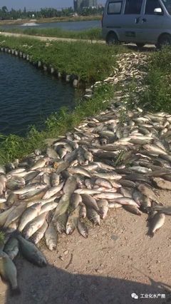 超40℃熱害席卷22省，魚(yú)類(lèi)養(yǎng)殖如何破局求生？