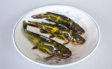 黃顙魚(yú)高效養(yǎng)殖技術(shù)要點(diǎn)詳解