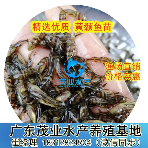茂業(yè)水產(chǎn) 引領(lǐng)廣東黃顙魚(yú)苗養(yǎng)殖與水質(zhì)改良劑研發(fā)一體化發(fā)展