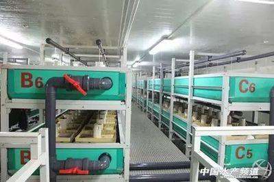 工廠化循環(huán)水養(yǎng)殖 魚(yú)類(lèi)養(yǎng)殖技術(shù)的“高大上”革命