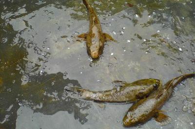 筍殼魚高效養(yǎng)殖技術(shù)要點與水質(zhì)管理優(yōu)化策略